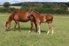 Bianca-de-Nappes-(Password)-et-son-foal-par-Roc-Meslois-0