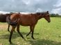 Kala-Sport-par-Cristal-Money-0