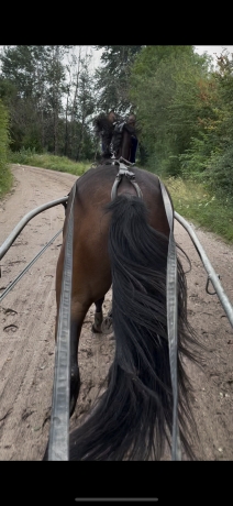 Ressaie-chevaux-0