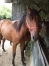 a-vendre-pouliche-K-1