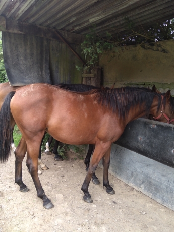 a-vendre-pouliche-K