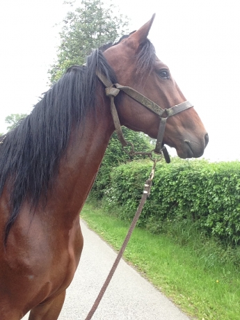 Achat-de-trotteurs-sortant-de-l---entrainement-0