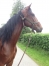 Achat-de-trotteurs-sortant-de-l---entrainement-0