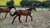 RECHERCHE-CO-PROPRIETAIRES-POUR-ACHAT-ET-CARRIERE-TROTTEUR----K----2