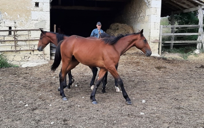 RECHERCHE-CO-PROPRIETAIRES-POUR-ACHAT-ET-CARRIERE-TROTTEUR----K----1