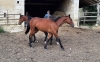 RECHERCHE-CO-PROPRIETAIRES-POUR-ACHAT-ET-CARRIERE-TROTTEUR----K----1