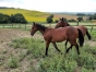 RECHERCHE-CO-PROPRIETAIRES-POUR-ACHAT-ET-CARRIERE-TROTTEUR----K----0