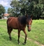 Male-K-par-Tornado-Bello-2
