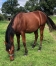 Male-K-par-Tornado-Bello-1
