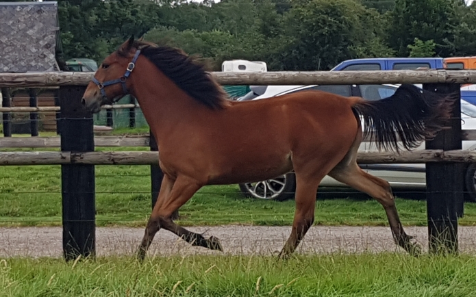 A-vendre-pouliche-par-Quaker-Jet
