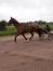 Debourrage-0