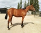 Vends-yearling-par-DROLE-DE-JET-0