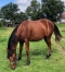 Vends-tres-beau-poulain-K--par-Tornado-Bello-0