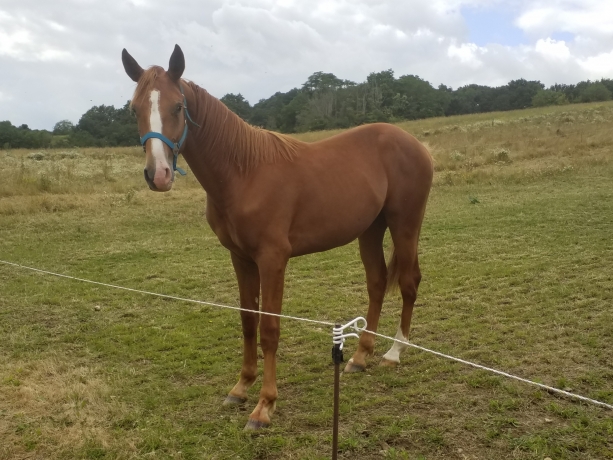 A-vendre-1-poulain-K