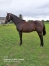 vends-male--quot;-K--quot;-0