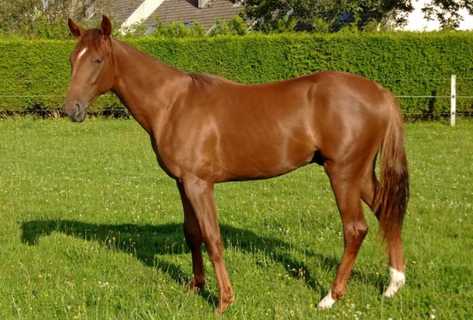 VENTES-DE-CAEN-YEARLING-N°443-PAR-ALBERIC-0