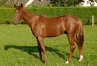 VENTES-DE-CAEN-YEARLING-N°443-PAR-ALBERIC-0