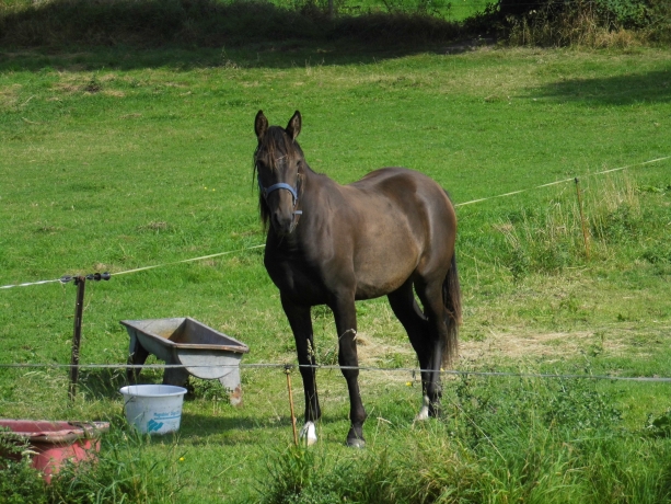 pouliche-K-non-debourree