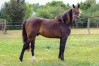 Vds-magnifique-Male-par-Ni-Ho-Ped-d---ombree-0
