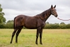 a-vendre-4-magnifiques-pouliches-K-0