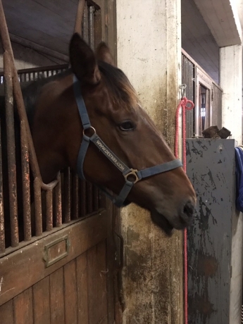 Vend-------J-------femelle-trotteuse-0