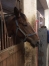Vend-------J-------femelle-trotteuse-0