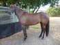 Vends-GIGI-DE-CARSI-pour-courses-ou-pouliniere-3000-euros-2