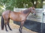 Vends-GIGI-DE-CARSI-pour-courses-ou-pouliniere-3000-euros-1