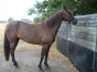 Vends-GIGI-DE-CARSI-pour-courses-ou-pouliniere-3000-euros-0