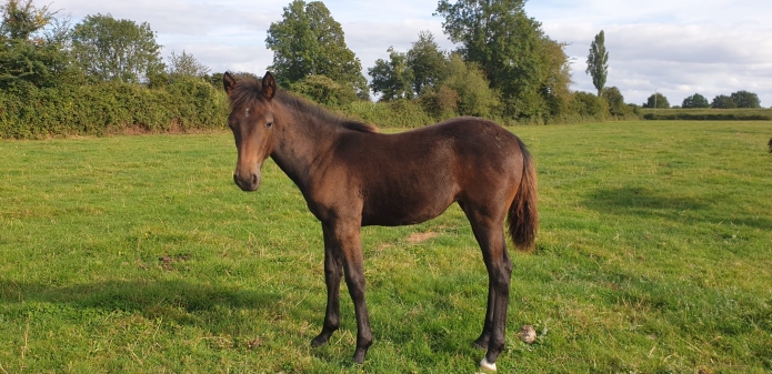 Foal-REVE-DE-BEYLEV