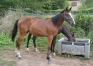 A-vendre-Yearling-K-Femelle-2