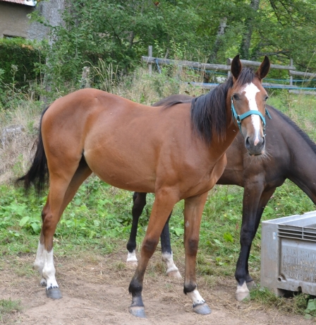 A-vendre-Yearling-K-Femelle-1