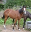 A-vendre-Yearling-K-Femelle-1