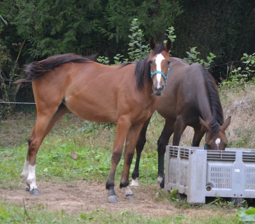 A-vendre-Yearling-K-Femelle-0