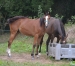 A-vendre-Yearling-K-Femelle-0