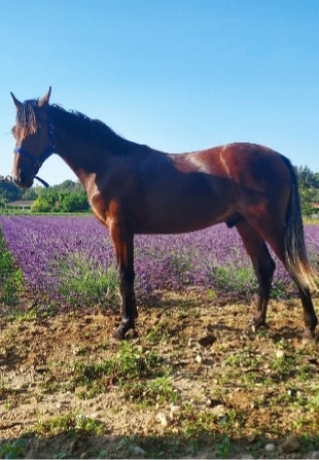 Vds-Yearling-KENZO-JOLI