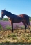 Vds-Yearling-KENZO-JOLI-0