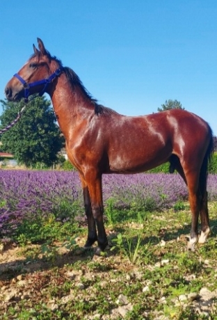 Vds-Yearling-KOOKY-KATH