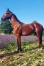 Vds-Yearling-KOOKY-KATH-0