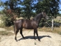 Fils-d-UN-MEC-D-HERIPRE-n-410-vente-CAEN-le-28-09-0