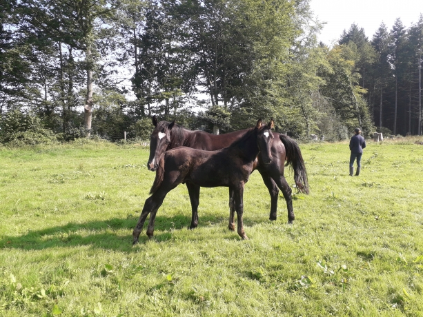 Pleine-de-Ecu-Pierji-1