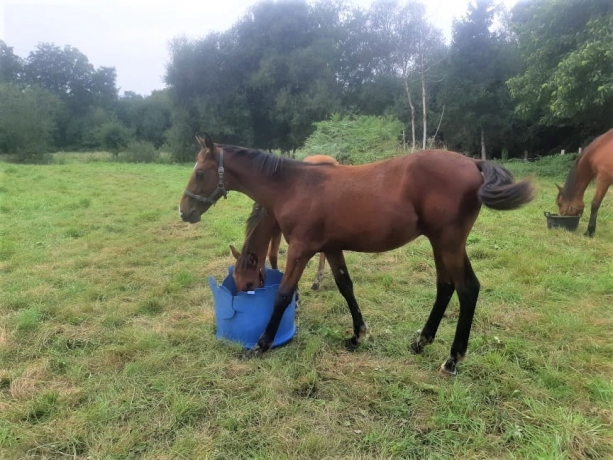 poulain-male