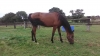 URGENT---2-pouliches-J-0