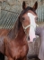 Urgent--vends-Kapitaine-des-Caux-2