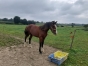 Urgent--vends-Kapitaine-des-Caux-0