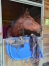 Location-Hongre-4-ans-1