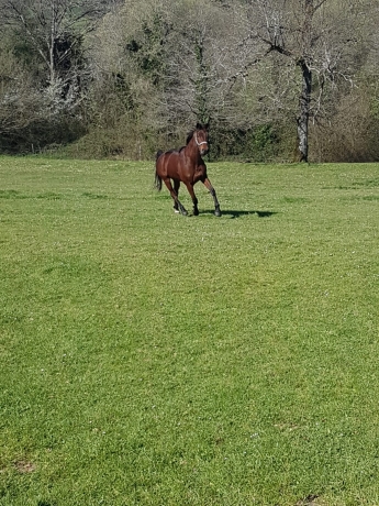 Location-Hongre-4-ans-0