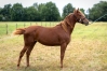 Vds-pouliche-K-par-Very-Nice-marceaux-non-debourree-0