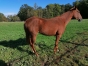 Pouliche-sortant-de-l---entrainement-1