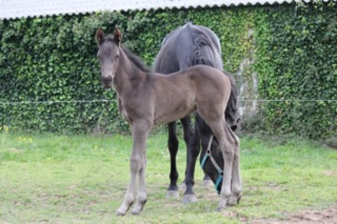 Foals-femelle-par-Dollar-Macker-TF-et-male-par-Doberman-TF-2